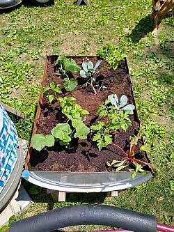 a raised garden bed with newly planted vegetables and greens, shown from above.