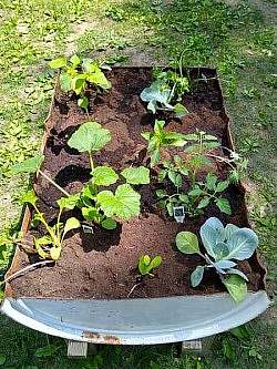 a raised garden bed with newly planted vegetables and greens, shown from above.