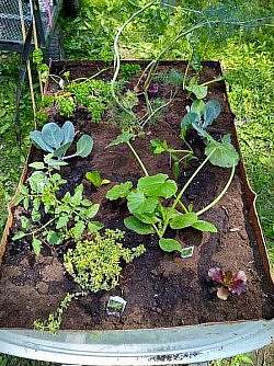 a raised garden bed with newly planted vegetables and greens, shown from above.