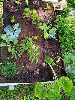 a raised garden bed with newly planted vegetables and greens, shown from above.