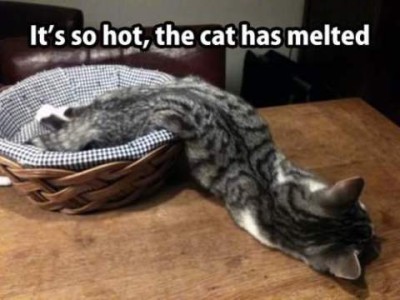 A cat sleeping, his back to the camera, with his hind legs in a basket, his body draped over the side, this front half laying on a table. Caption: It's so hot, the cat has melted.
