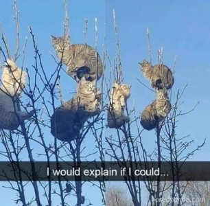 A photo of bare branches with 6 cats sitting, laying, or hanging on them. Caption: I would explain if I could...