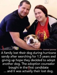 A man and woman with a dog between them, all looking very happy. Caption: A family lost their dog during hurricane sandy after searching for 1.5 years and giving up hope they decided to adopt another dog. The adoption counselor bought in the first candidate...and it was actually their lost dog!
