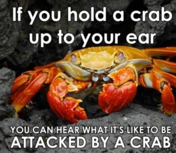 A closeup photo of a crab. Caption: If you hold a crab up to your ear you can hear what it's like to be attacked by a crab.