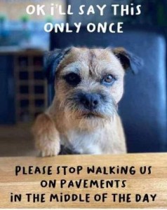 A little terrier looking at the camera from behind a table, with on front foot pointing on the table in front of him. Caption: OK I'll say this only once. Please stop walking us on pavements in the middle of the day.