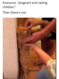 Photo of hands holding a yellow cat up on his rear legs, back against a door frame, pencil at the top of his head to mark his height. Caption: Everyone: Pregnant and raising children. Then there's me...