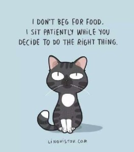 A cartoon of a gray cat sitting and looking at the reader; one eye is open slightly more than the other. Caption: I don't beg for food. I sit patiently while you decide to do the right thing.