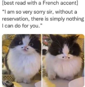 Two facial views of a fluffy white cat with a black head and two black dots above his upper lip, like one of those fussy tiny french mustaches. Caption [best read with a French accent] "I am so very sorry sir, without a reservation, there is simply nothing I can do for you."