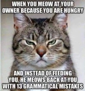 close up photo of a grey tabby's face and he looks grumpy. Caption: When you meow at your owner because you are hungry and instead of feeding you, he meows back at you with 13 grammatical mistakes.