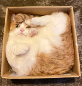 A ginger and white cat twisted up in a box, partly on his back and partly on his side, back feet and tail on his face and squishing his left eye, a front paw pressing on that cheek, and his right eye open wide.