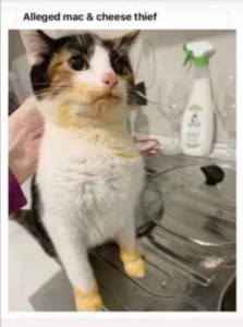 Calico cat with orange goop on her mouth, neck,chest, and front paws. Caption: Alleged mac and cheese thief.