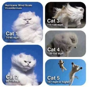 5 frames of cats. In each frame is a white, long haired cat, and each depicts an example of a hurricane wind scale. Cat 1 (74-95mph) cat's fur is blowing. Cat 2 (96-110mph) cat's fur is blown back against his face. Cat 3 (111-129mph) Cat is trying to walk as wind is blowing him. Cat 4 (135-156mph) Cat is starting to lift off the ground. Cat 5 (157mph or higher) flying cats in the air against bright blue sky behind them.