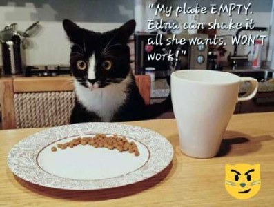 A black and white cat sitting at a kitchen table, staring wide-eyed ad small pile of kitty kibble on a plate. Caption: "My plate EMPTY. Edna can shake it all she wants, WON'T work!"