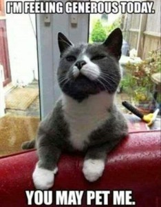 Gray cat with white markings looking up past the camera. Caption: I'm feeling generous today. You may pet me.