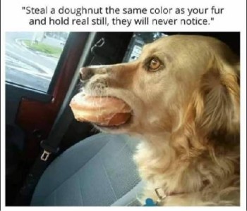 Photo of a golden retriever with a donut - the same color as his fur - in his mouth; he's riding in a car, looking straight ahead out the front window. Caption: Steal a doghnut the same color as your fur and hold real still, they will never notice."