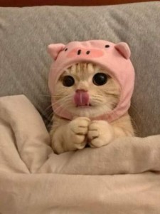 Photo of a little yellow kitten with a hat that looks like a little pink pig, his paws held in front of him, leaning back against a cushion with a blanket pulled up to his front legs, and his little pink tongue out, which reaches up to his nostrils.