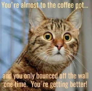 A head shot of a gray tabby cat looking beyond the camera with wide eyes. Caption: You're almost to the the coffee pot...and you only bounced off the wall one time. You're getting better!