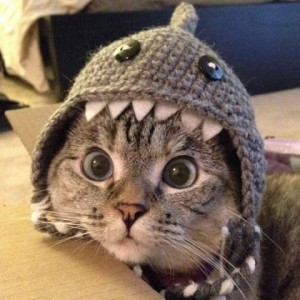 Head shot of a gray cat with huge round, slightly crossed blue eyes, he is wearing a knitted hat that looks like a shark, and his face is peeking out the mouth, teeth around his face.