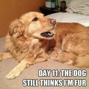 A golden retriever laying on a bed, with a teeny-tiny kitten of the same color snug up next to his belly. Caption: Day 11 - the dog still thinks I'm fur.
