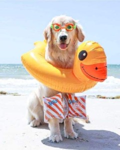 A golden retriever on the beach with swim goggles on, wearing a duckie floaty and red and white striped water wings on his front legs.
