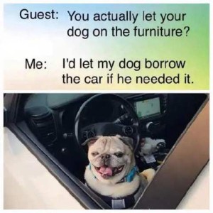 A photo of a pug sitting behind the steering wheel of a car. Conversation - guest: You actually let your dog on the furniture? Me: I'd let my dog borrow my care if he needed it.