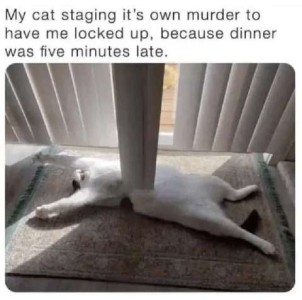A white cat laying on his back on the floor beneath some vertical blinds, one of which is poking into his belly. Caption: My cat staging its own murder to have me locked up, because dinner was five minutes late.