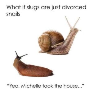 Photo of a snail in its shell, and a slug. Caption: What if slugs are just divorced snails. "Yeah, Michelle took the house..."