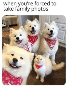 4 white samoyeds sitting in a semi-circle looking at the camera wearing red bandanas, with open-mouth happy smiles. A white cat with a red bandana is also in the picture, looking annoyed. Caption: When you're forced to take family photos.