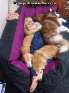 Someone laying on a bean bag sofa with dogs packed all around her. Caption: The fur pit claimed another victim.