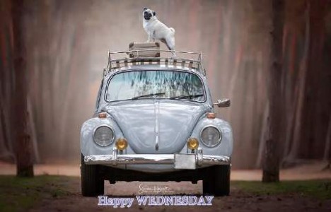 A white Volkswagon beetle car in the woods, it is facing the camera. On top is a little white pug dog, his front feet on a suitcase in the rack. Caption: Happy Wednesday!