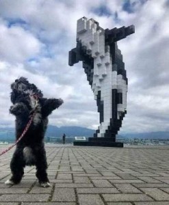 A statue of an orca standing on its tail. Next to it a fuzzy black dog with similar white markings standing in the same position.