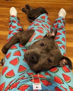 Photo of bright blue pajama pants with a red watermelon wedge design all over them; on the person's legs is a brown bully breed dog wearing a matching outfit, looking up at the camera.
