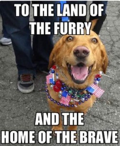 A golden retriever sitting on a blacktop surface looking up at the camera; he is wearing red white & blue beads and little flags around his neck. Caption: To the land of the furry and the home of the brave.