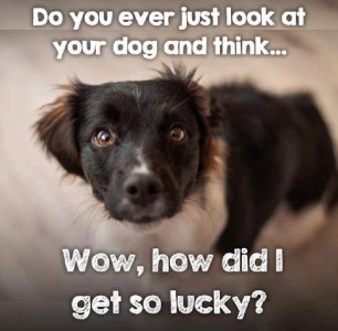 A little black and white dog looking up at the camera. Caption: Do you ever just look at your dog and think...Wow, how did I get so lucky?