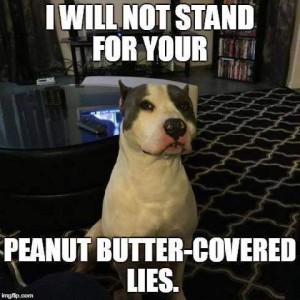 A white dog with gray markings doing a side-glance toward the camera. Caption: I will not stand for your peanut-butter-covered lies.