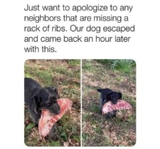 2 side-by-side photos of a black dog carrying a rack of spare ribs, raw, across a lawn. Caption: Just want to apologize to any neighbors that are missing a rack of ribs. Our dog escaped and came back an hour later with this.