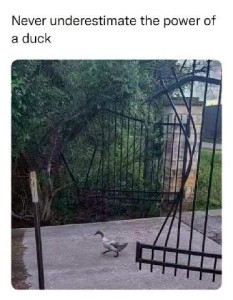 A photo of a pair of iron security gates swung open, with a duck walking through. Caption: Never underestimate the power of a duck.