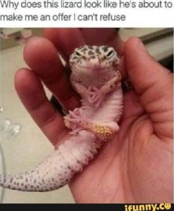 Photo of a hand holding a leopard gecko (I think) on its back, that looks like his eyes are slitted in a sly look and his fingers touching in front of him. Caption: Why does this lizard look like he's about to make me an offer I can't refuse.