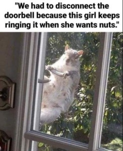 Photo through a window of a squirrel sitting on a door handle outside, looking in. Caption: "We had to disconnect the doorbell because this girl keeps ringing it when she wants nuts."