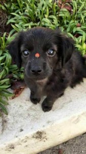 A photo of an adorable tiny black puppy looking up at the camera with a ladybug on his nose.