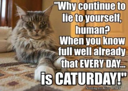 A long haired grey tabby cat laying on the floor, front legs crossed in front of him, looking toward the camera. Caption: "Why continue to lie to yourself, human? When you know full well already that EVERY DAY is CATURDAY!"