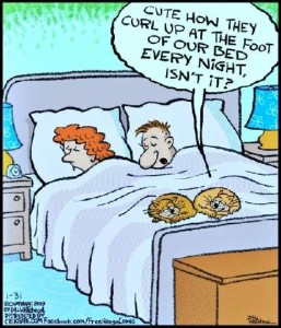 A cartoon with a man and his wife laying in bed, sleeping. 2 cats are curled up at the bottom of the bed. One is telling the other, "Cute how they curl up at the foot of our bed every night, isn't it?"