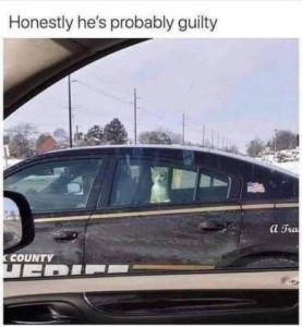 A picture of a cat in the back seat of a police car, looking out the window. Caption: Honestly, he's probably guilty.