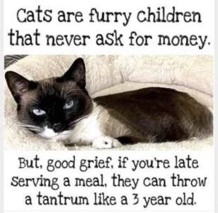 Photo of a cat laying in a cat bed, it is mostly dark with some white, and bright blue eyes. Caption: Cats are furry children that never ask for money. But, good grief, if you're late serving a meal they can throw a tantrum like a 3 year old.