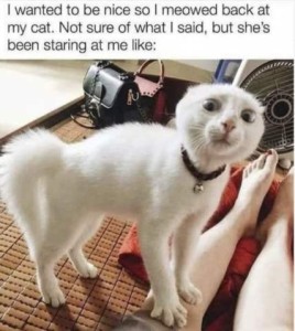 Caption: I wanted to be nice so I meowed back at my cat. Not sure of what I said, but she's been staring at me like... A photo of a white cat standing next to a woman's elevated legs. His hair is up, ears flattened back, tail puffed, eyes wide open.