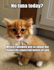 Photo of a tiny yellow and white fluffy kitten sitting on a carpet looking into the camera, mouth open as if talking. "No tuna today? When I allowed you to adopt me I honestly expected better of you."