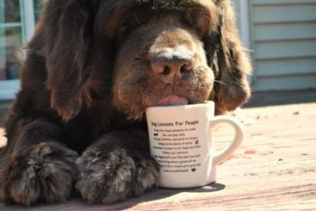 A brown spaniel is drinking out of a mug while laying on a the deck of a house; the print on the mug is titled Dog Lessons For People but whatever is written below that, though it looks like a list, is too small to read.