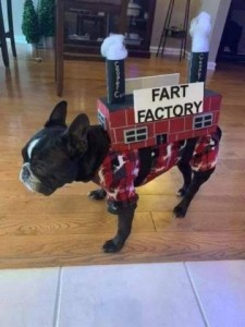 Boston terrier wearing a red, black, and white onesie, with a box on his back that's been painted to look like a building. There are two smoke stacks on top with cotton indicating heavy smoke coming out. There is a sign on the "building" saying FART FACTORY