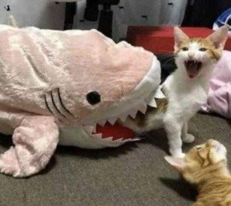 Photo of a large pink stuffed shark with its mouth open. A white and yellow kitten is climbing out of it with its mouth open as a yellow kitten lays on the floor nearby watching.
