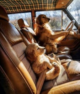 Photo of a golden retriever sitting back against the seat in an older car, front feet on the steering wheel, looking up toward the rear-view mirror, as if driving. There is a golden retriever puppy sitting on the passenger seat, all four feet in front of him, seat belted in, looking out the windshield to the front.